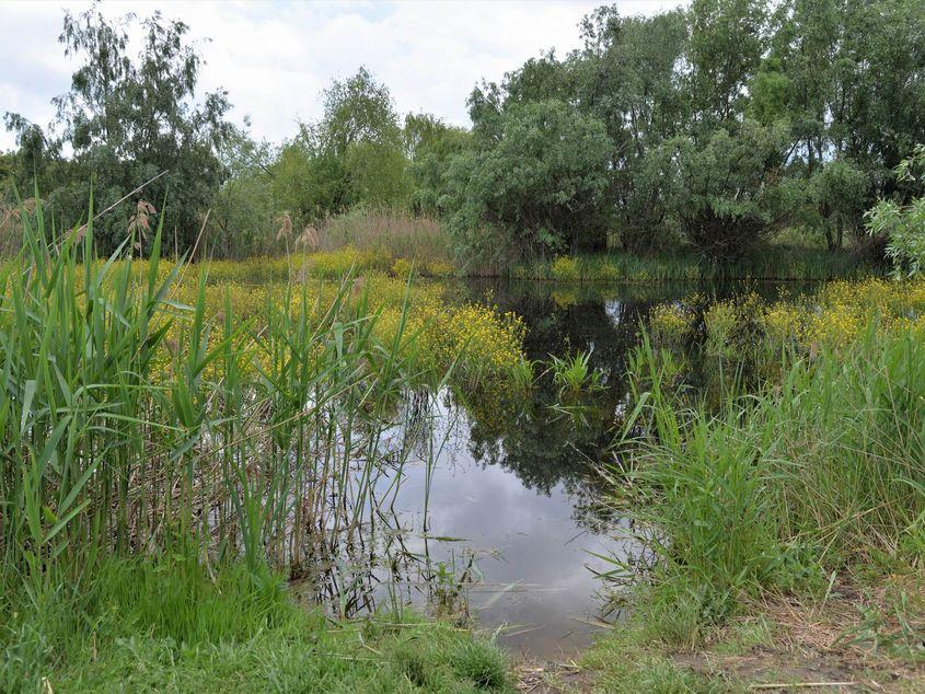 Parcul Natural Văcărești. Foto Lucian Muntean