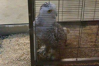 Tânăra femelă, în magazinul de animale. Foto: SOR.ro
