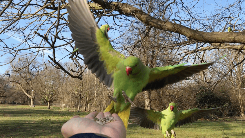 Papagali ademeniți cu semințe într-un parc din Londra. Foto: Florin Feneru