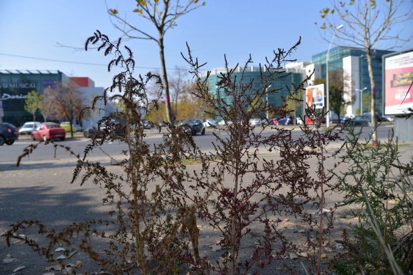 Ambrozie pe B-dul. Mircea Vodă, final de octombrie 2019. Foto Lucian Muntean