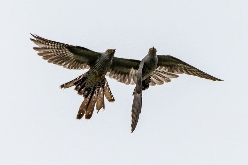Bătălie aeriană între cuci. Foto: Dreamstime/Laracoare