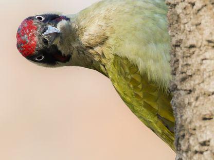 Ghionoaia verde, cioc-cioc la intrarea în metrou