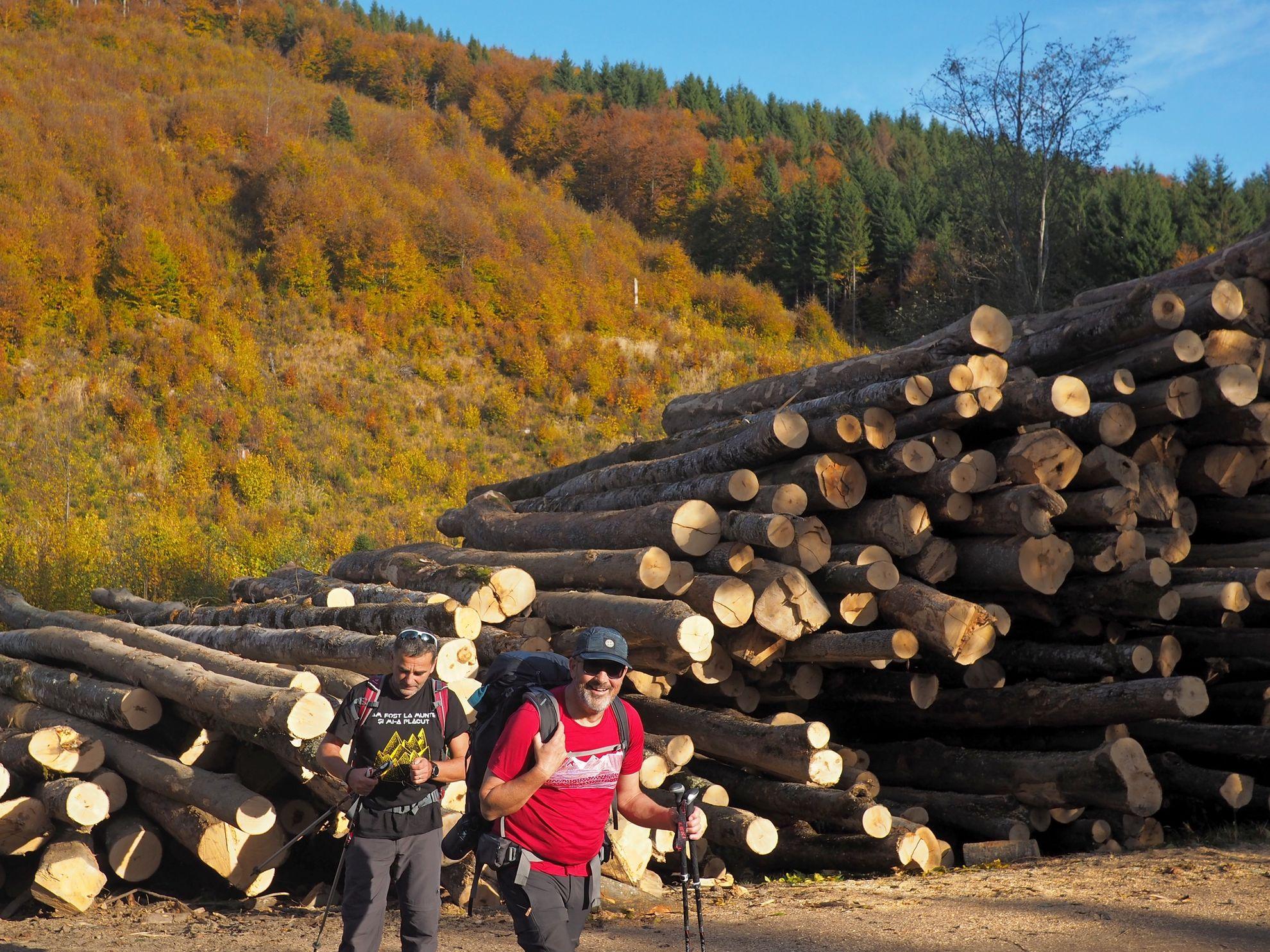 Peisaj cu fostă pădure, gata de plecare.