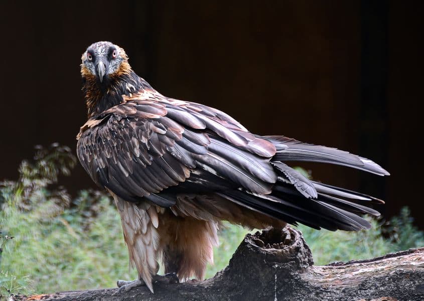 „Acesta e un individ în stadiu de subadult mai avansat decât Adonis”, explică biologul Sebastian Bugariu. Foto: Dreamstime.com/Andrei Stancu