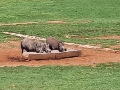 Jurnal: Lungul drum al unui alegător român din Africa