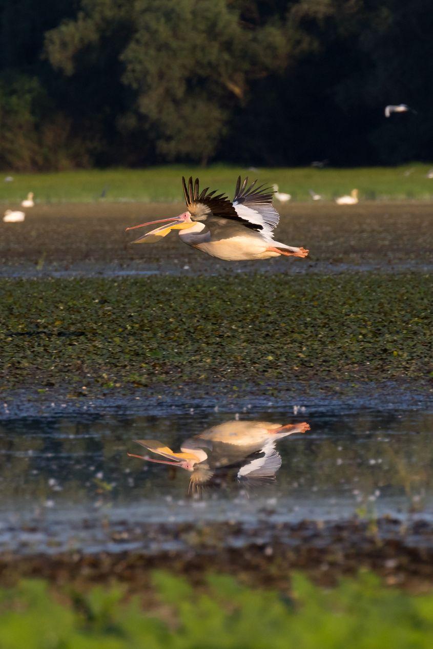 Pelican comun. Foto: Silviu Panțîru