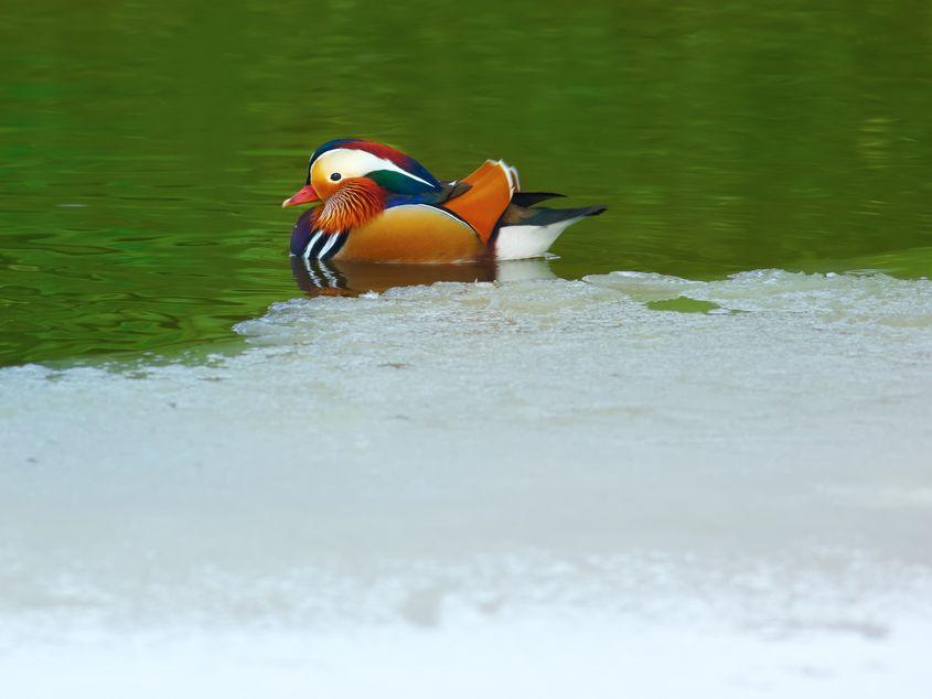 Rața mandarin s-a adaptat iernilor geroase din România. Foto: Dreamstime/Gabriela Însurățelu