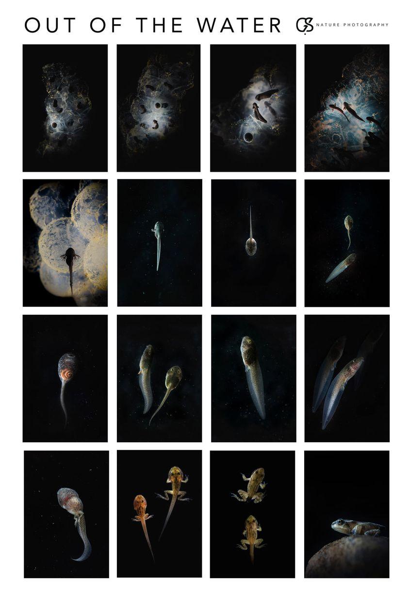 © Gabriel Șerban / gabrielserbanphoto.com