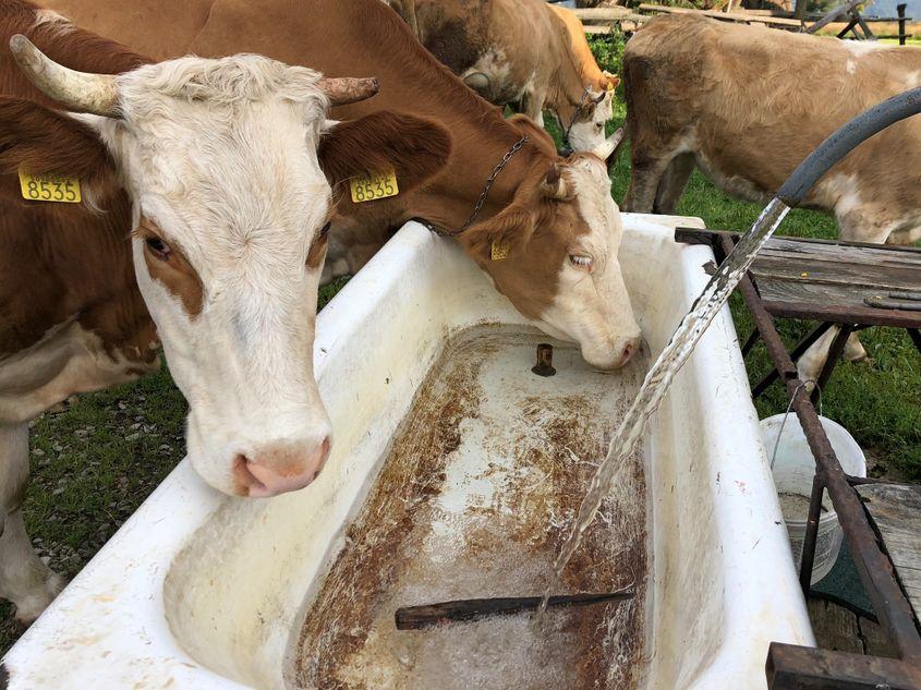 O veche vană de fontă e izvor de bucurie pentru vaca însetată, vara. Și iarna.