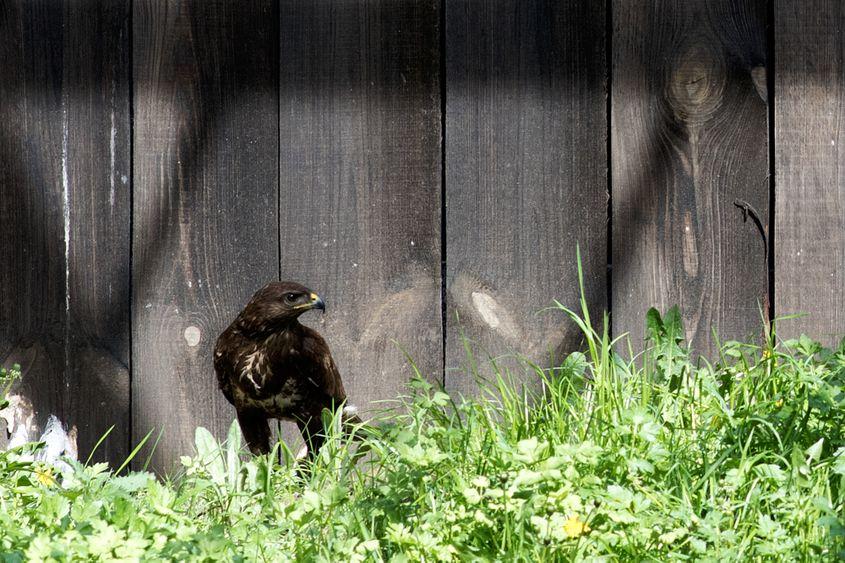 O răpitoare de la Centrul din Târgu Mureș care e aproape de condiția perfectă pentru a fi eliberată. Foto: Raul Ștef