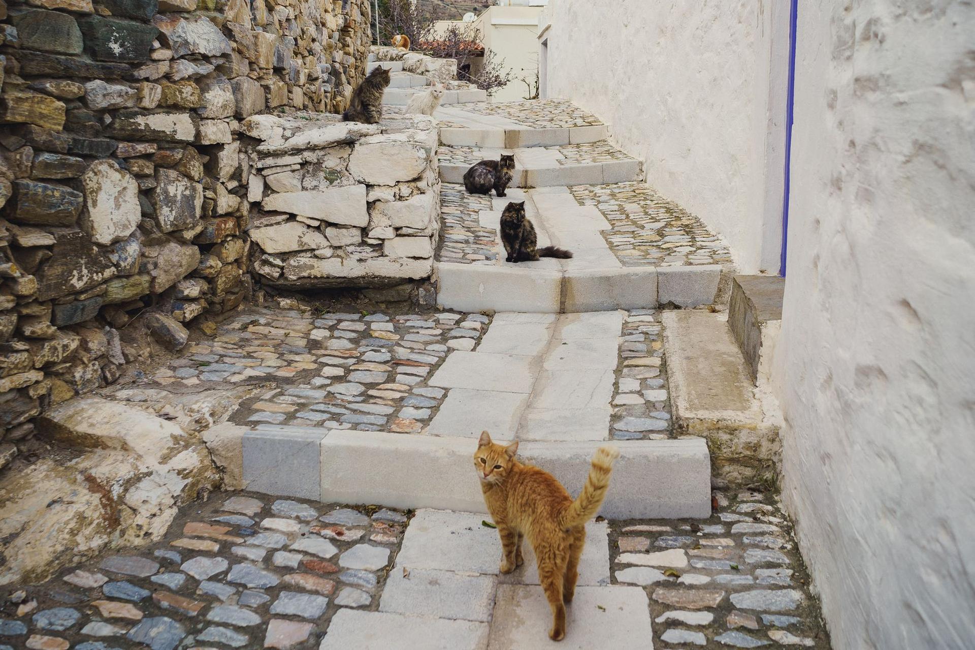Pisicile sunt adevăratele stăpâne ale insulei Syros