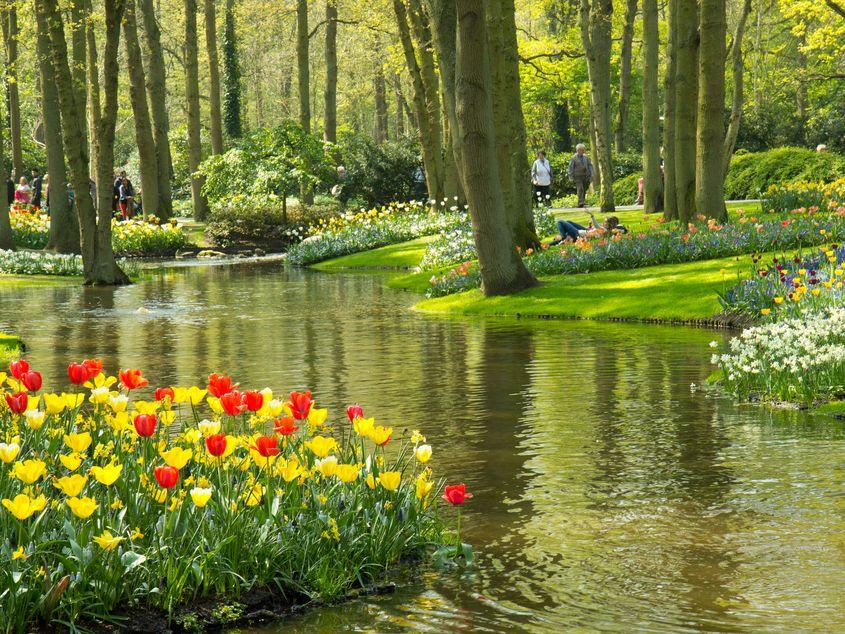Primăvara în parcurile olandeze este un spectacol de flori de toate felurile și culorile © Tomtsya | Dreamstime.com