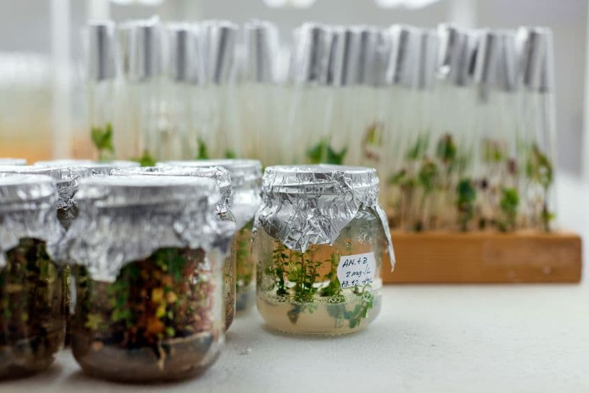 Soiurile bune de cartof sunt multiplicate la Brașov pentru a obține sămânţă de calitate.