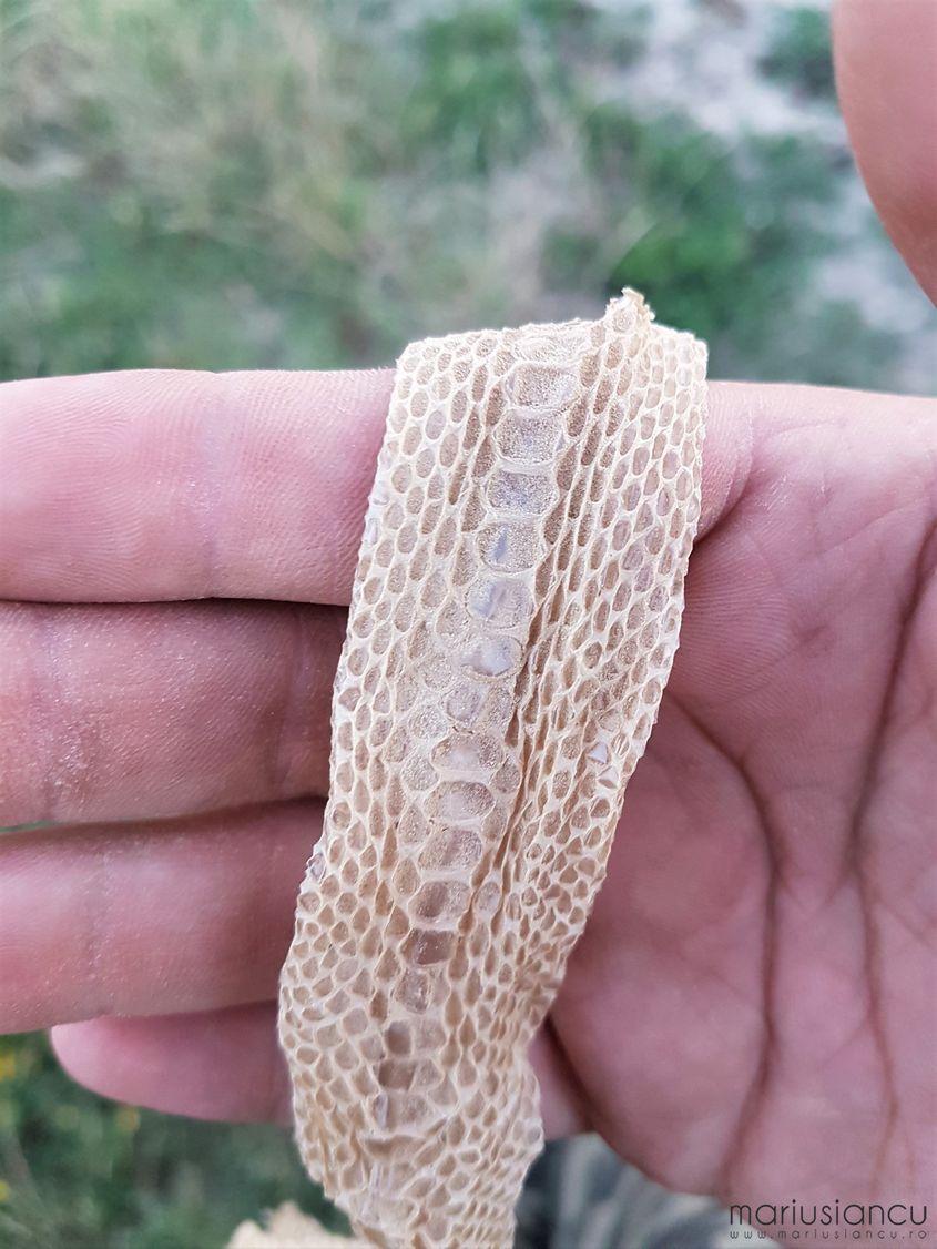 Piele de boa năpârlit, fotografiată de Marius Iancu pe 7 iulie 2017.