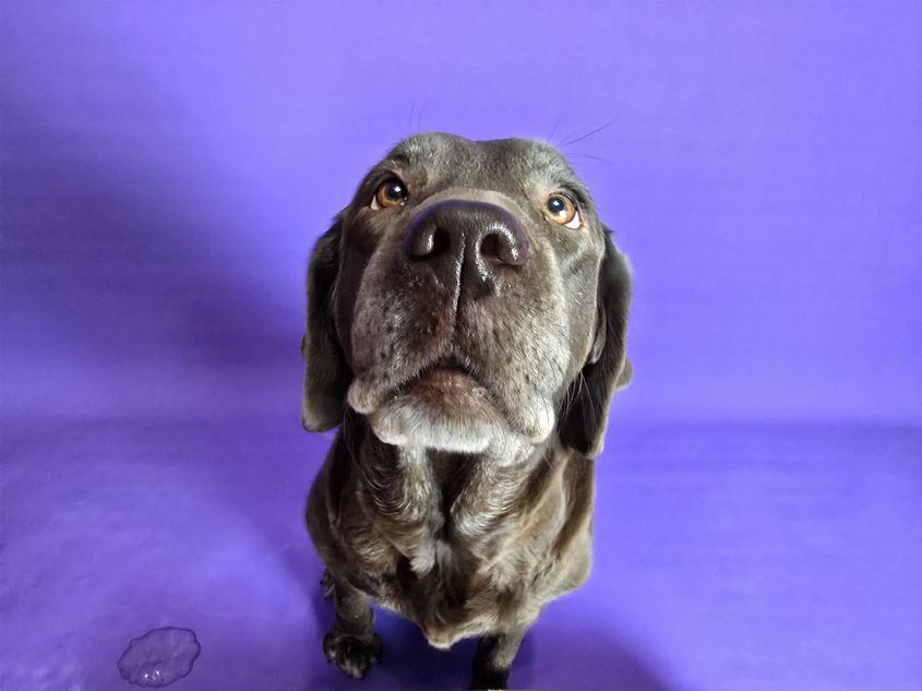 Unul dintre labradori cuplului. Foto: Arhiva personală a lui Tommi