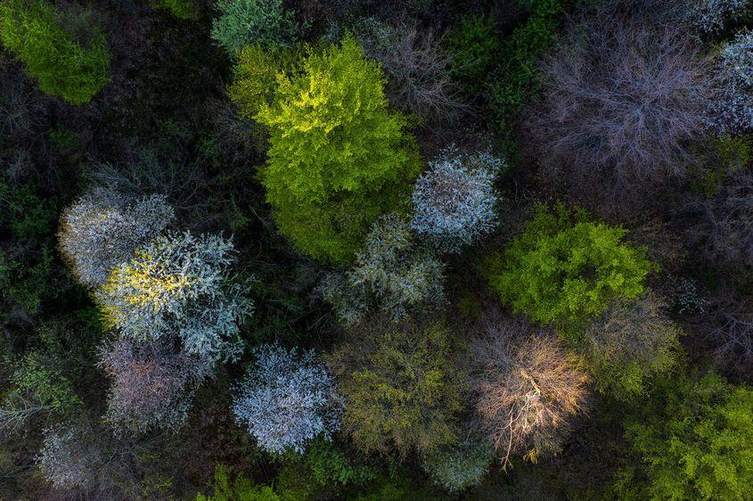 © Gheorghe Popa