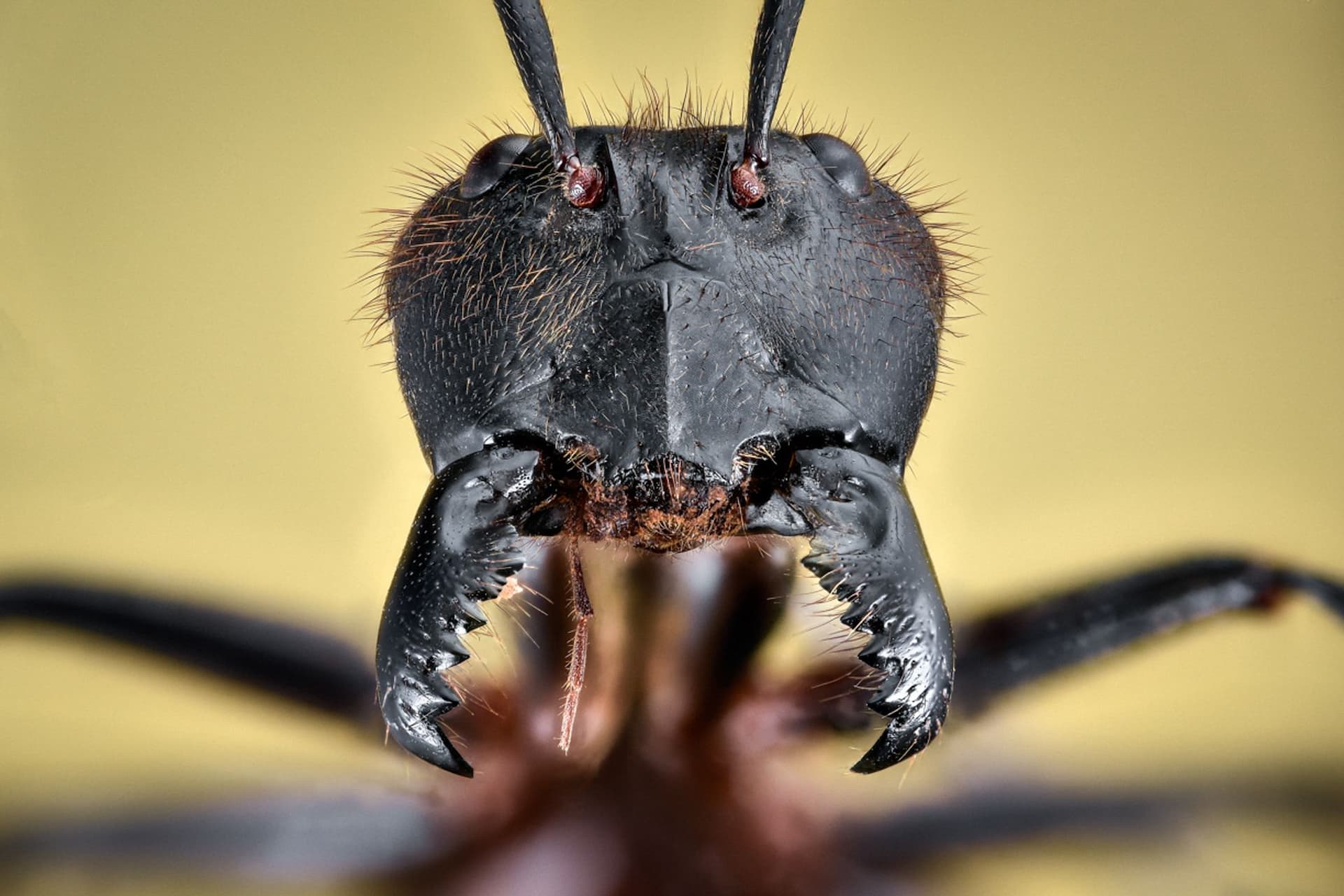 Foto: Eduard Florin Niga