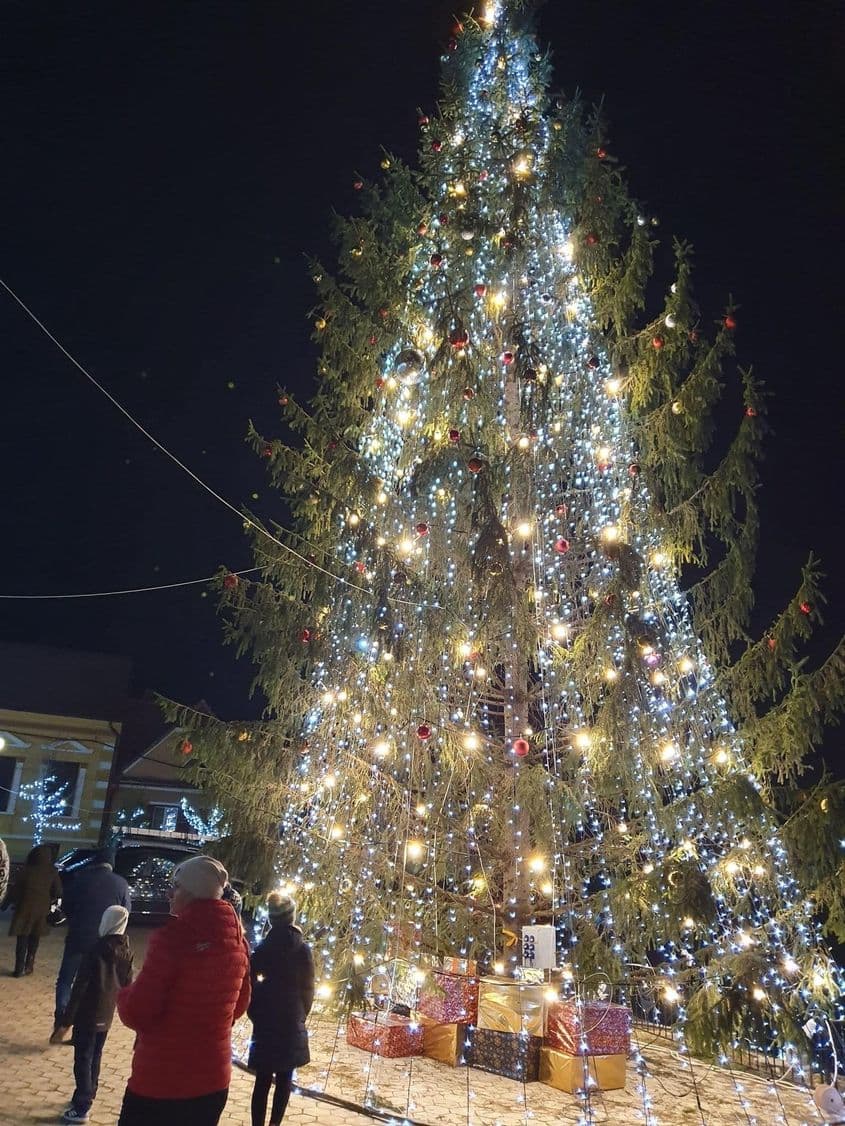 Bradul din centrul comunei Cristian (Brașov) - Foto: primăria Cristian