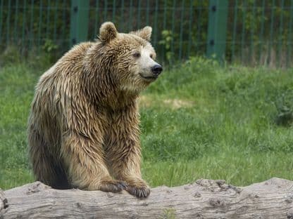 The Romanian State, Unable to Count Its Bears and Build Them a Sanctuary. ”The Work Is 15% Completed”