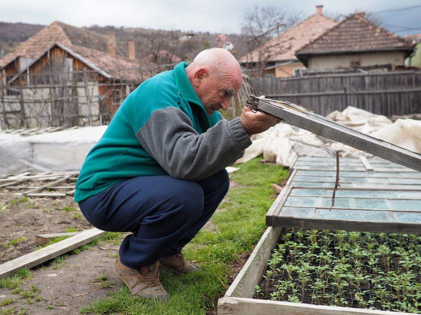 Primele răsaduri ale anului sunt inspectate cu atenție și oarecare îngrijorare.