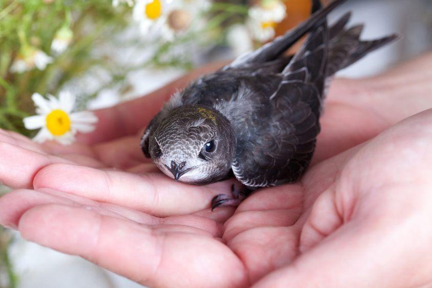 Orice pasăre, inclusiv drepneaua, trebuie să plece de bunăvoie, fără să fie aruncată în sus. Foto: Dreamstime/Nailia Schwarz