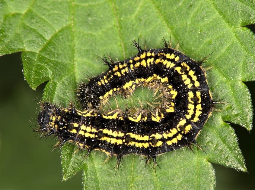 Omidă de Aglais urticae pe o frunză de urzică. Foto: Dreamstime/Jacques Vanni