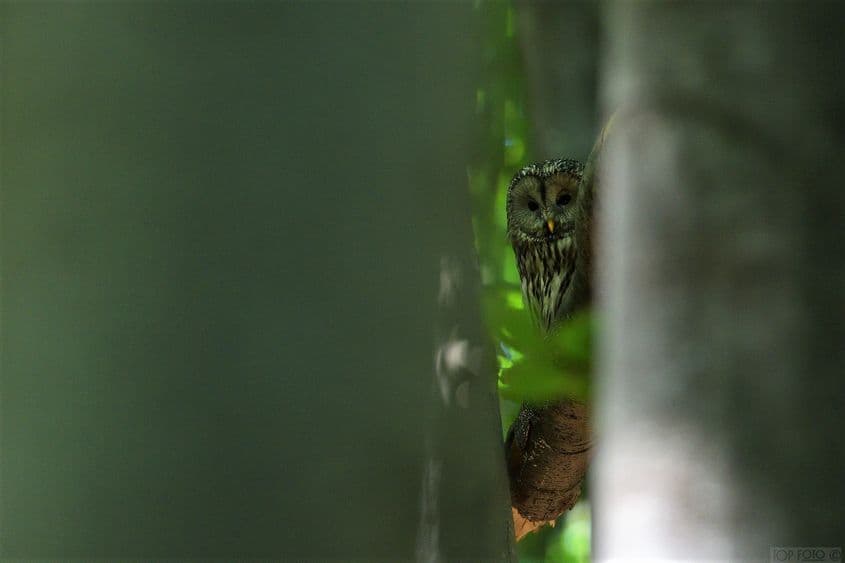 Contact vizual printre fagi. Foto: Teodor Octavian Păunescu