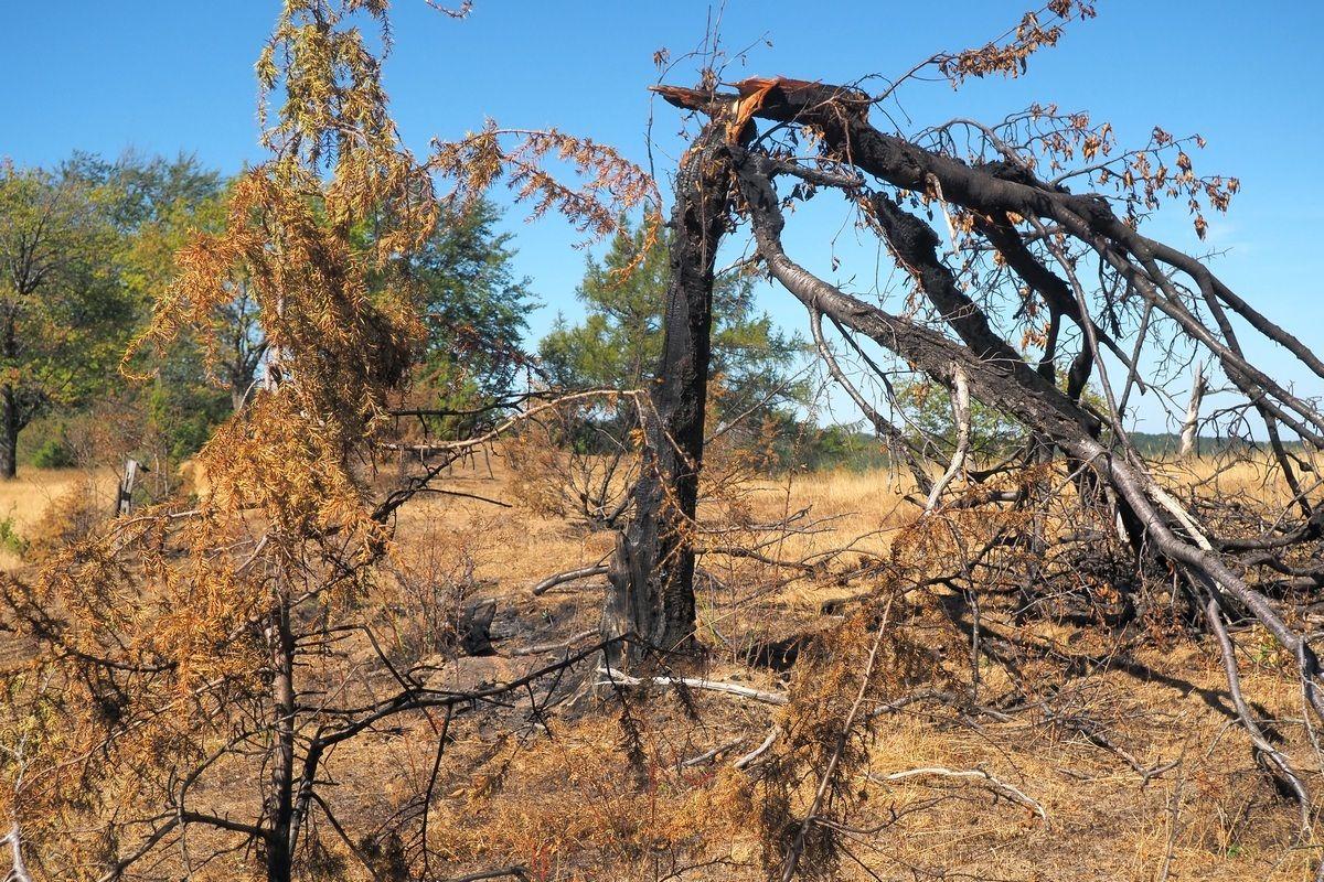 Cireș ars în urma incendiilor de vegetație, 2026