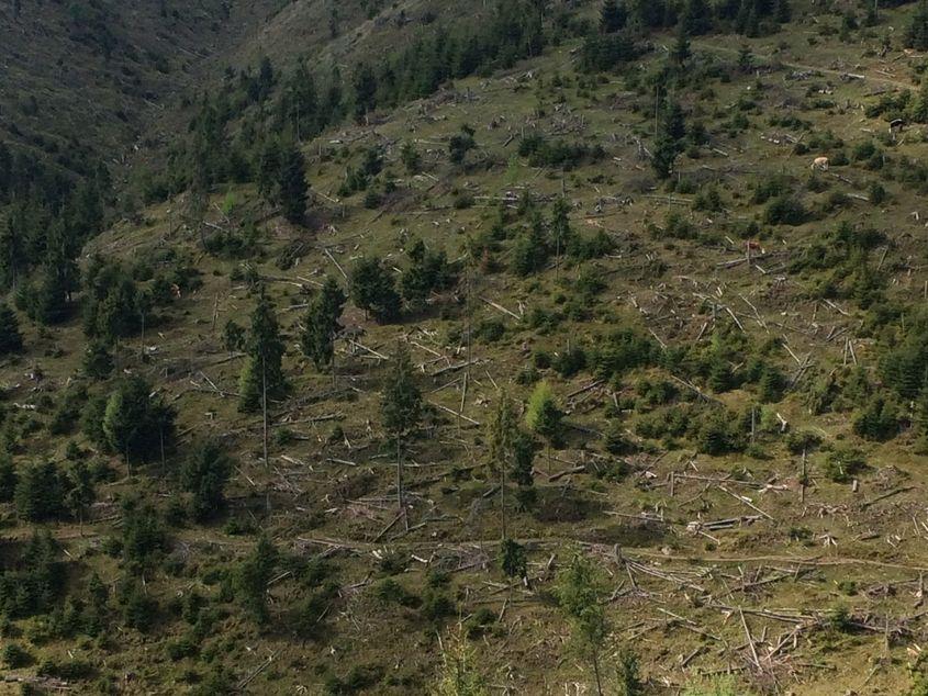 În perioada 1990-2012 au fost defrişate ilegal 366.000 de hectare de pădure. Foto: Voicu Bojan