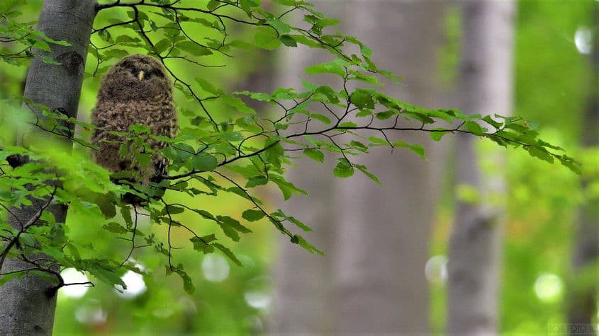 Foto: Teodor Octavian Păunescu