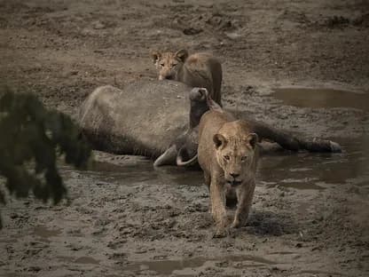 Andrei Mihalca, explorator în Africa: „Cel mai mare pericol e legat de oameni, nu de animalele sălbatice”