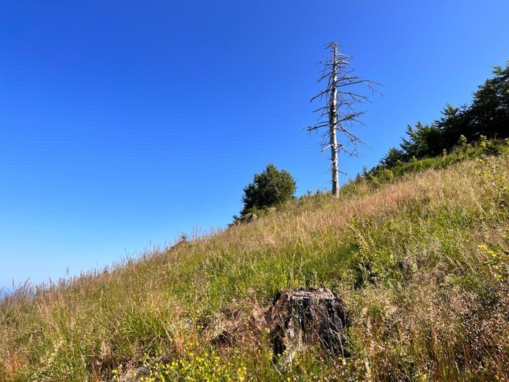 Molidul alb care a scăpat de incendiu în 2017, doar pentru a se usca pe picior, iulie 2023