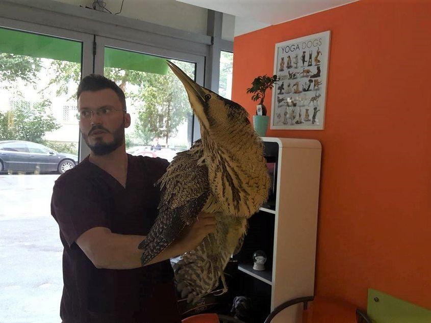 Reabilitatorul Paul Chirana a primit la cabinetul veterinar un buhai de baltă. Foto: Arhiva personală