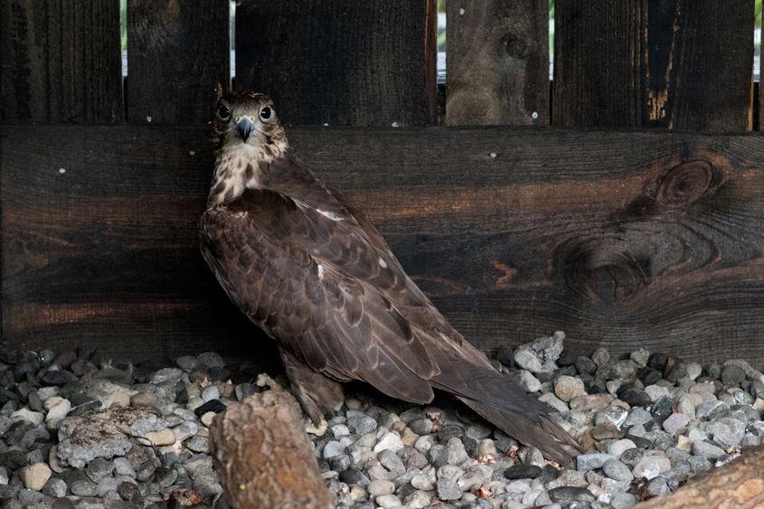 Șoimul dunărean. Foto: Raul Ștef
