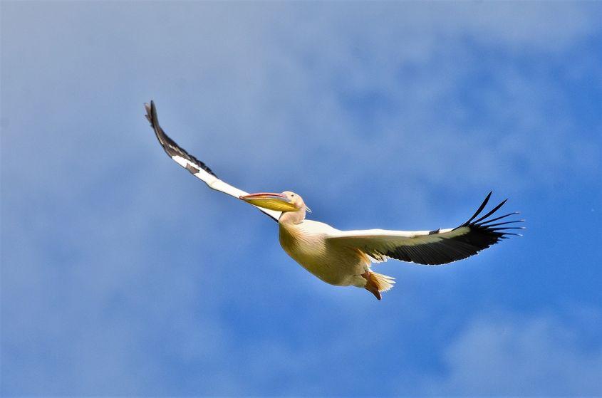 Pelican comun. Foto: Sebastian Bugariu