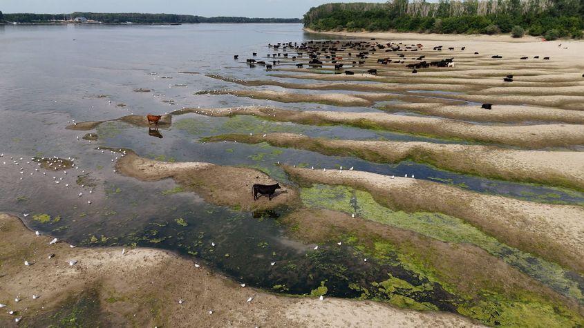Actualul El Nino <strong>nu </strong>este cauza secetei din Europa, dar va contribui în fundal într-o lume tot mai caldă și va avea efecte majore în cele două Americi și Asia de sud-est. Foto: Dunărea, între Ostrov și Silistra, 18 iulie 2026, Chiciu, judetul Calarasi. Inquam Photos / Ovidiu Micsik