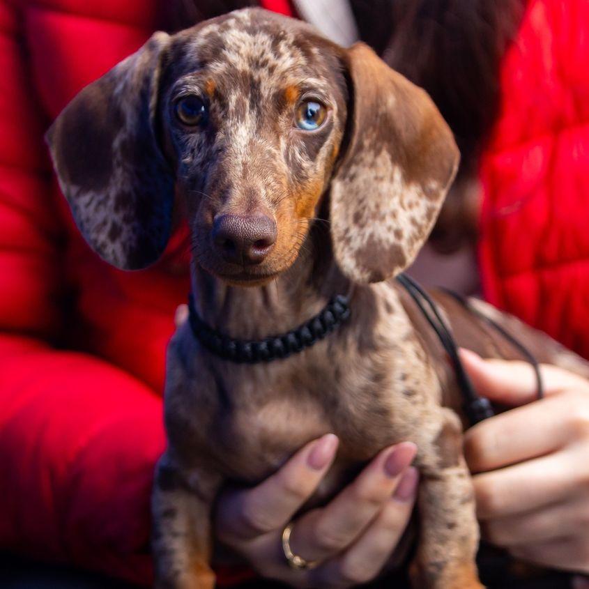 Foto: Facebook Iulius Mall Cluj-Napoca