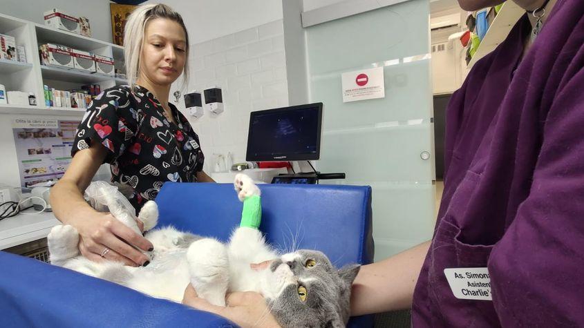 Foto: Charlie's Clinic Vet