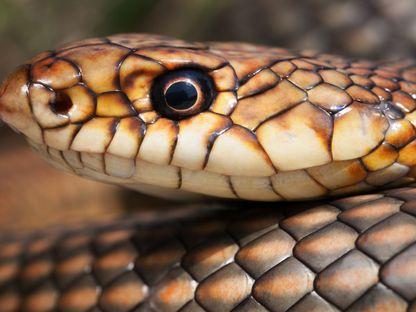 Șarpele rău. Foto: Marius Iancu