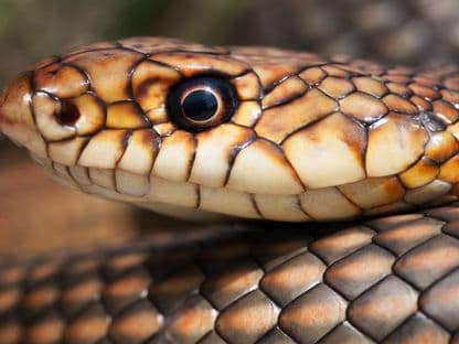 Șarpele rău, furios și iute