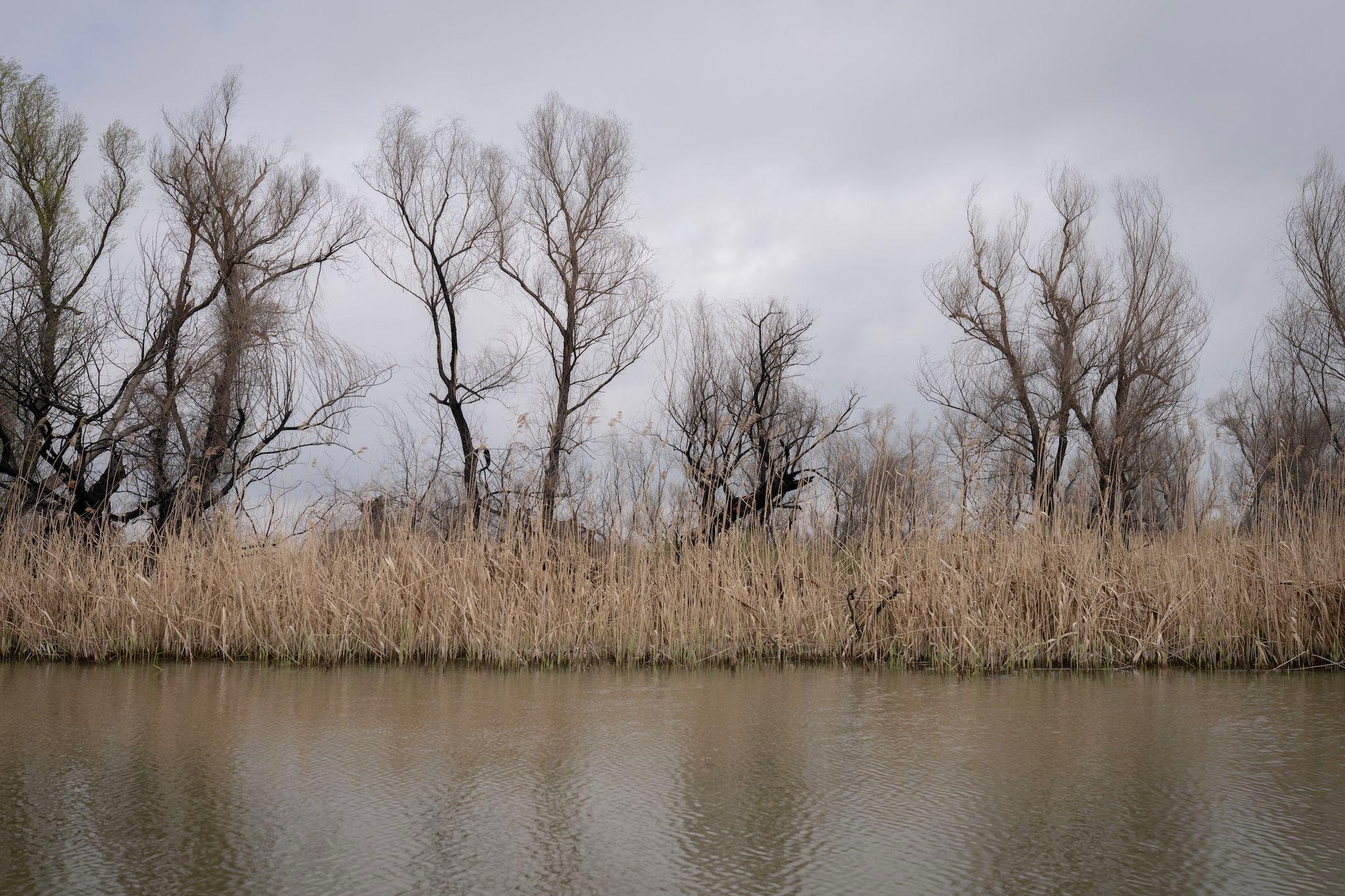 Even though the reeds have regenerated, behind them the trees affected by the fires have not grown back. Gorgova. Photo: Andreea Câmpeanu