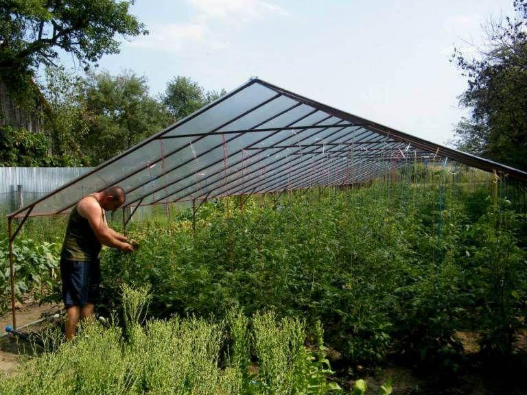 Lucian, la legat de roșii în ferma lui. Foto: platferma.ro