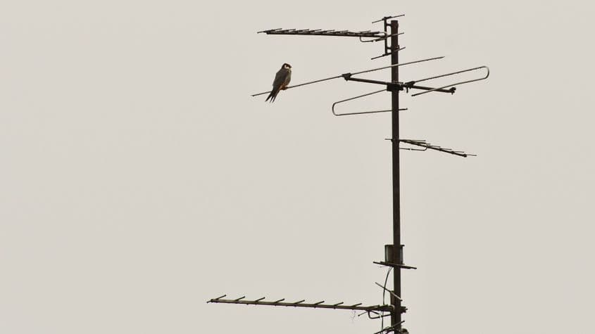 În 2017 și-a făcut apariția un singur șoim. Foto: Paul Țibu