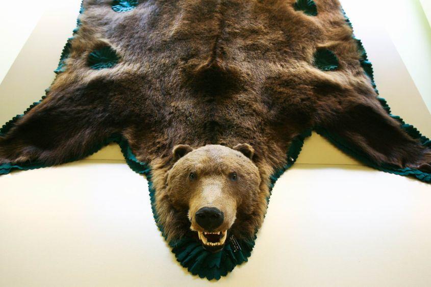 Blană de urs brun, la Muzeul Cinegetic Posada (județul Prahova). Foto: Lucian Muntean