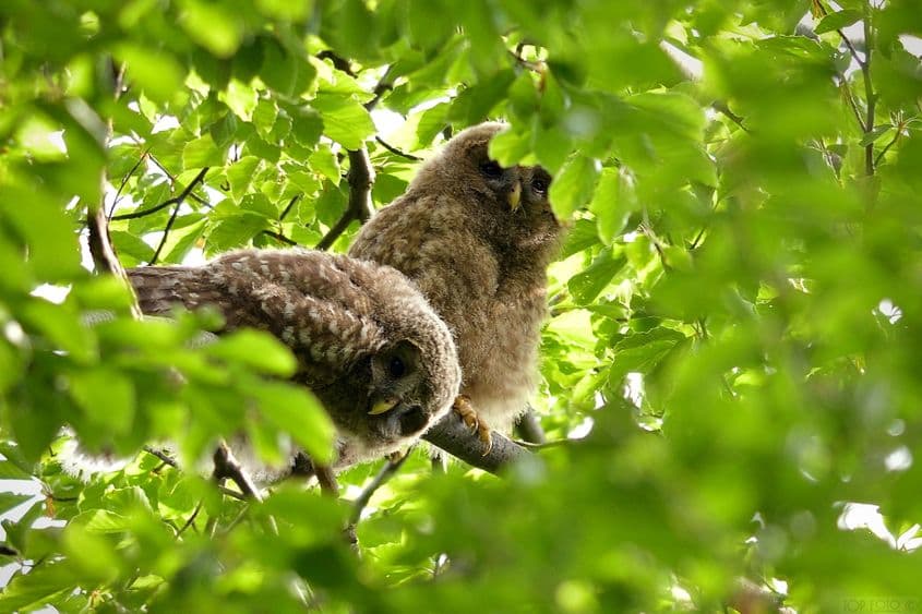 Foto: Teodor Octavian Păunescu