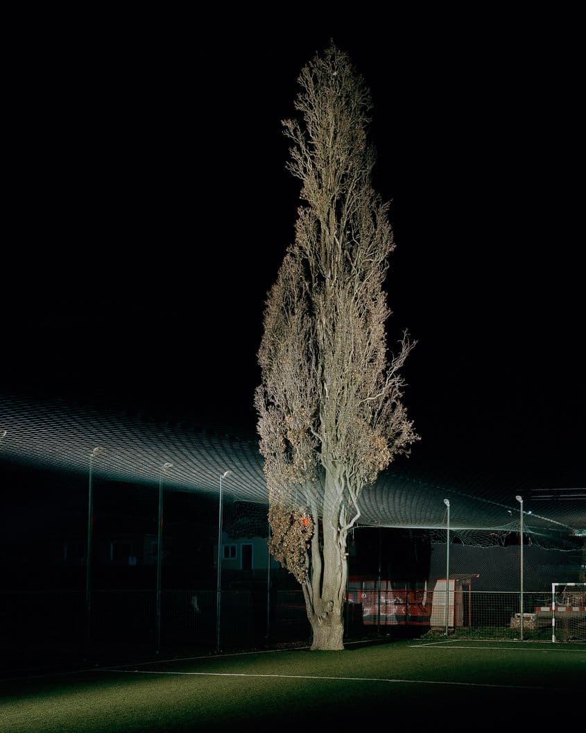 Stejarul în vârstă de 153 de ani aflat pe terenul de fotbal din satul Tonciu, județul Mureș.