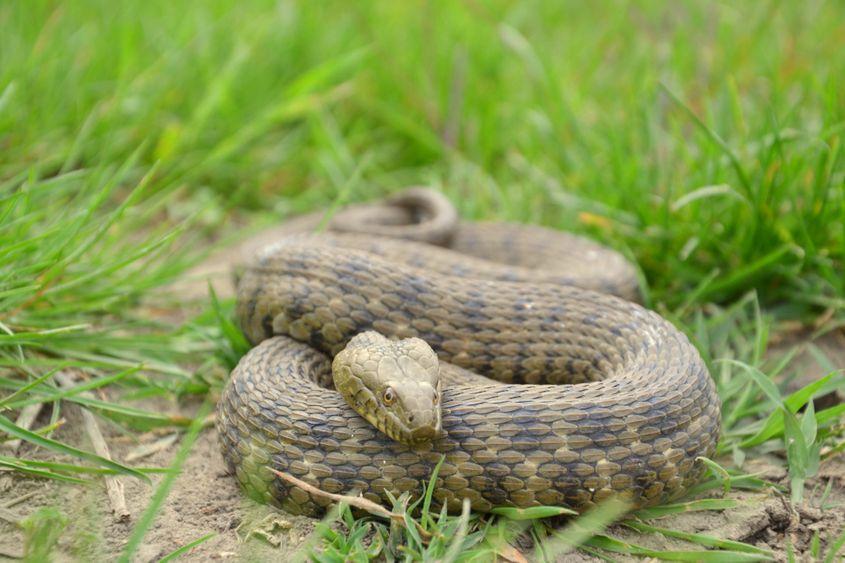 Capul șarpelui de apă are o formă hidrodinamică. Foto: Dreamstime/Valentinamoraru