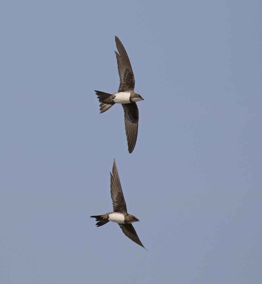 Foto: Drepnele mari. Dreamstime/Lee Amery