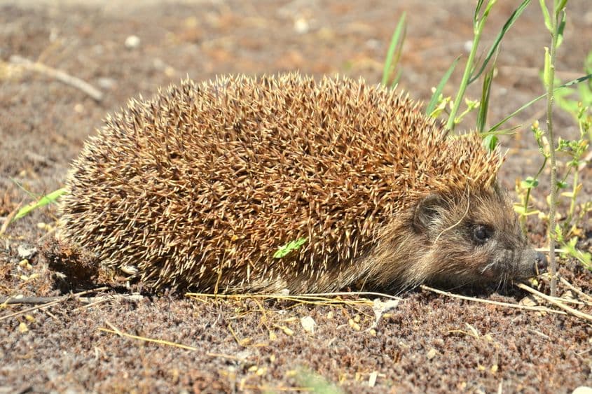 Ariciul, în căutare de hrană. Foto: Dreamstime/Valentinamoraru
