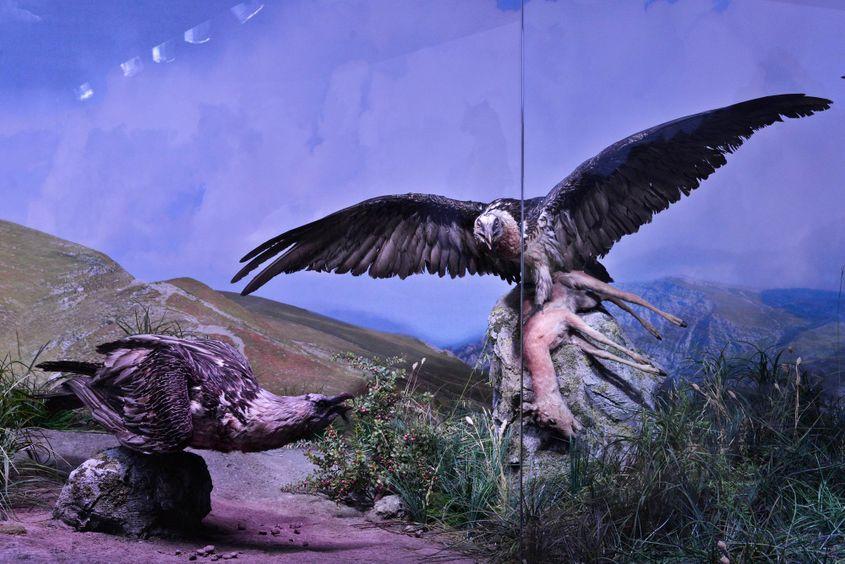 Cei doi adulți împăiați expuși la Muzeul „Antipa”. Foto: Lucian Muntean